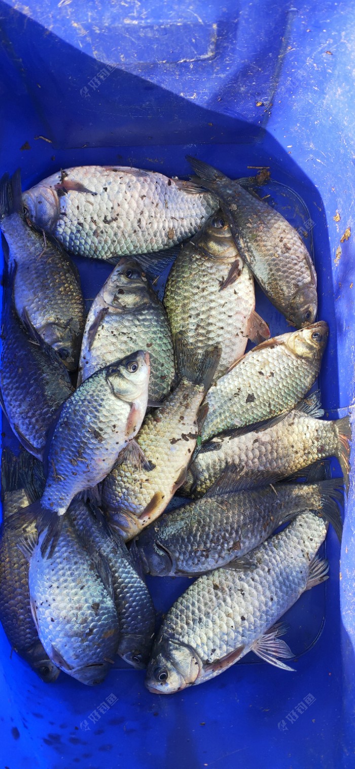 全椒水库猎鲫……收获还不错
