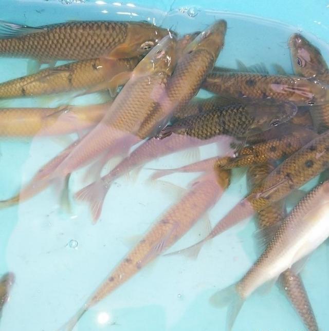 探钓野生石斑鱼,收获20条名贵溪水石斑鱼