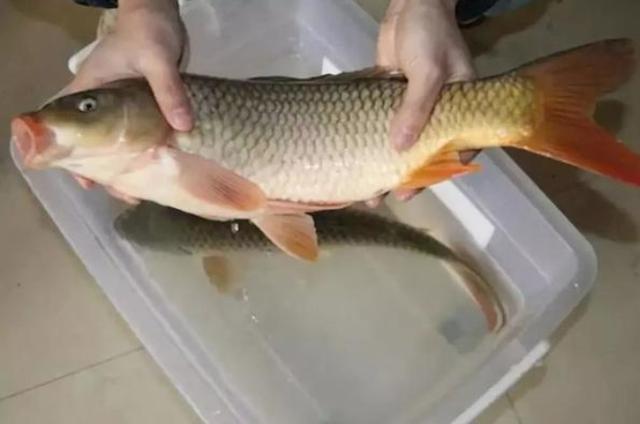再一次提醒:热天用我这鲤鱼饵