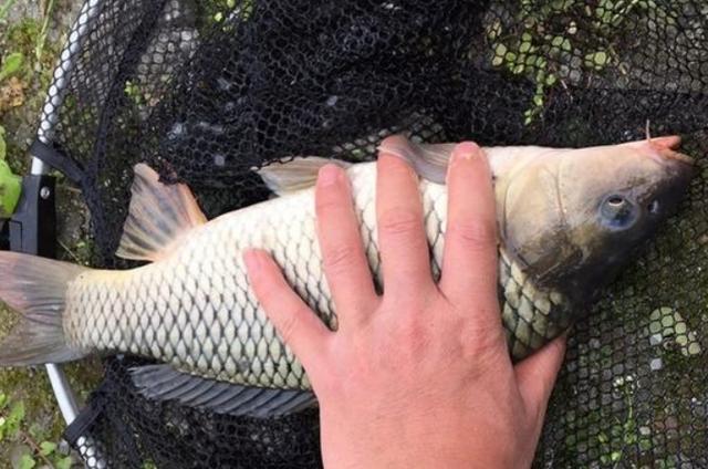 不吹不黑,这5种特效鲤鱼饵,简单又实用