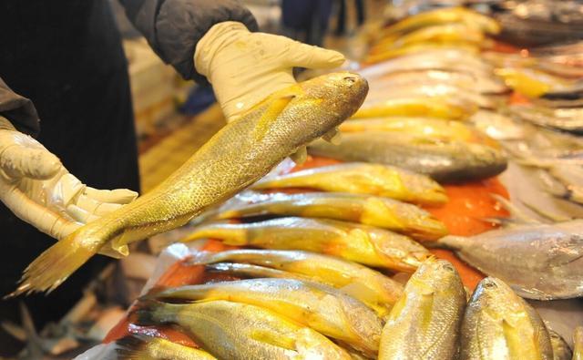 大黄鱼的哭泣!短短20年,价格飙升万倍