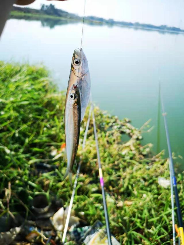 夏末秋初野钓只有白条闹?换个思路打龟概率很小