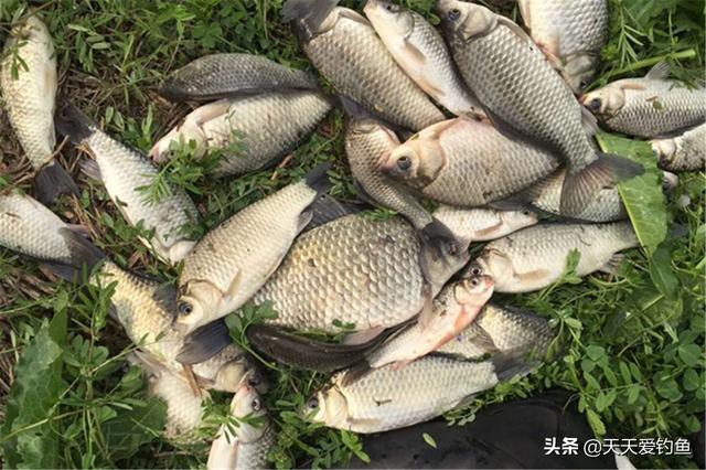 同样是蚯蚓做饵料,为何收获的差异巨大