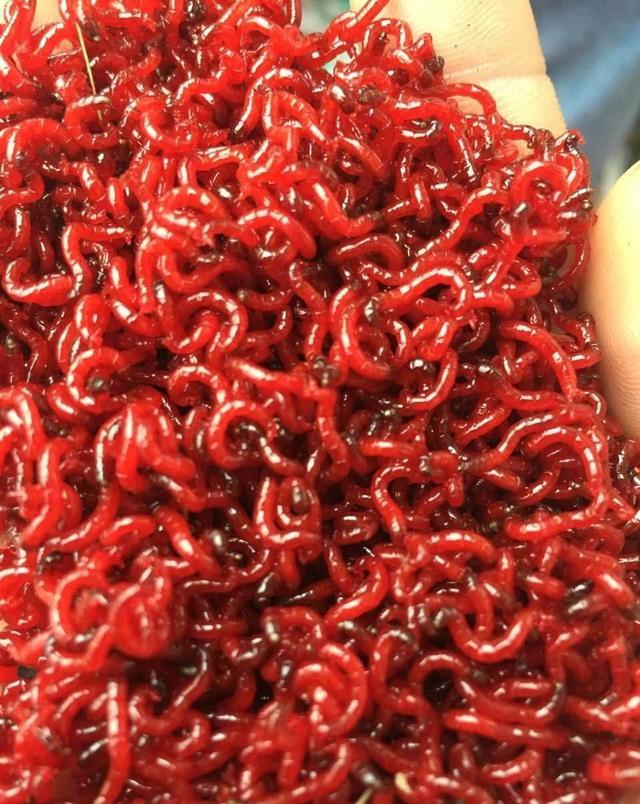 冬天野钓饵料双雄:蚯蚓和红虫,谁才是真王者?
