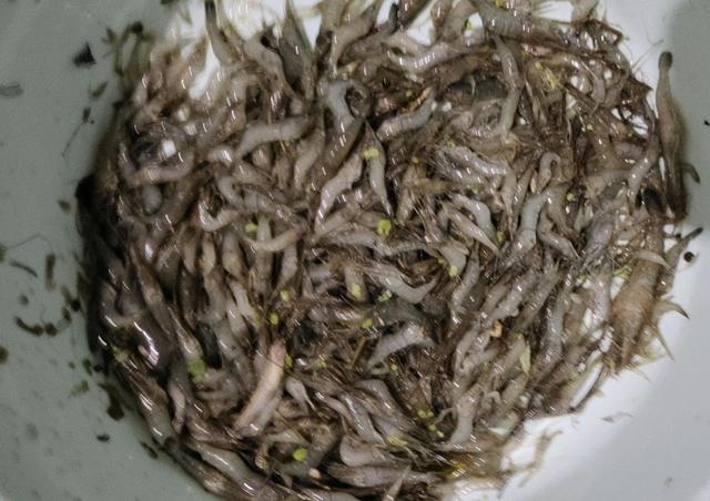 上海男子捞河虾去钓鱼,半天钓个白条