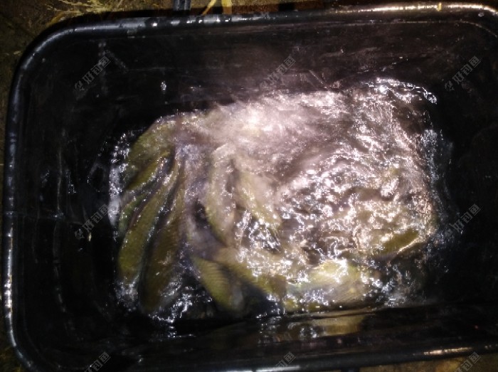 端午夜垂鱼儿不爱鱼饵爱蚯蚓