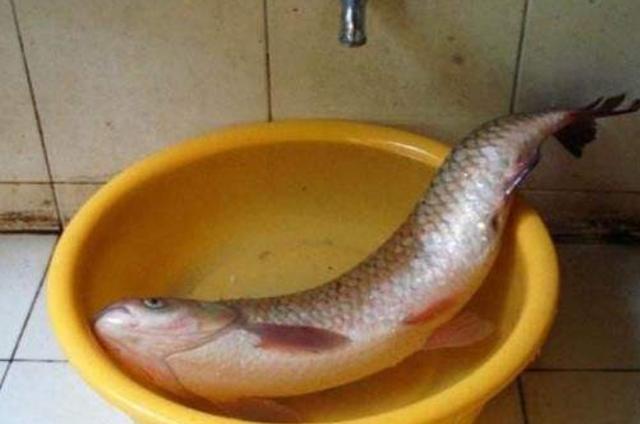 钓草鱼的饵料配方,知道后想不上钩都难