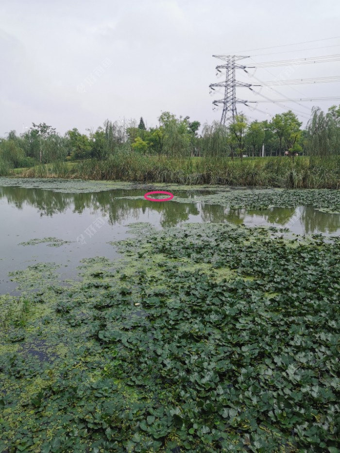 2019雷强廿四有空甩几杆,丰收季节来了,爆护不是神话