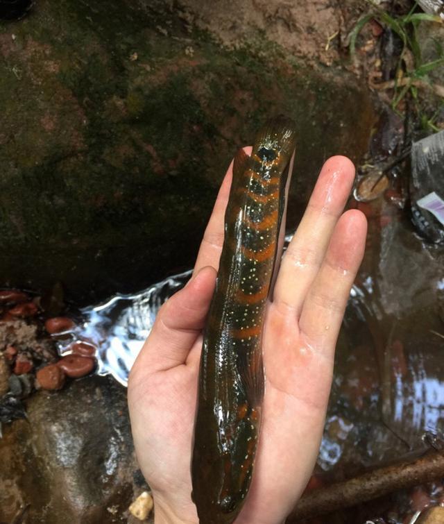 似黑鱼而非黑鱼，似泥鳅而非泥鳅，全身布满珠色亮点的七星鱼