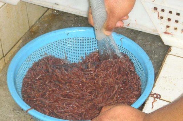 秋天将温后,如何利用蚯蚓钓好鲫鱼的4个最新用法