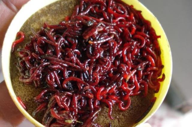 冷天钓鱼时,使用蚯蚓与红虫饵的一些优缺点