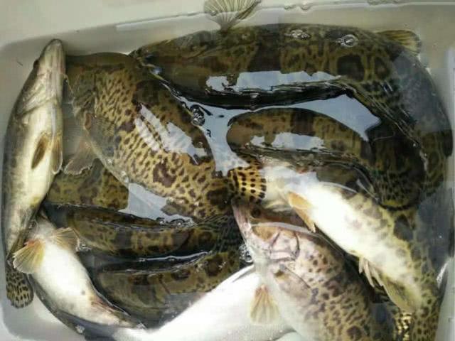 手竿也能钓到鳜鱼?钓鱼人非要这么干,我有两种方法