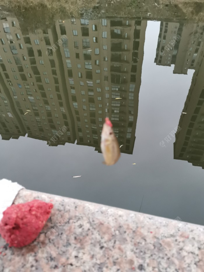昨日白条，今天一堆趴地虎，还有一尾板鲫慰我心