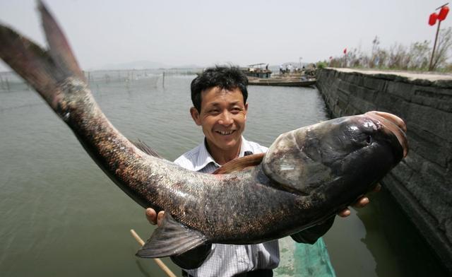 冬季如何钓起鲢鳙？低温钓鲢鳙的2大核心3个基础