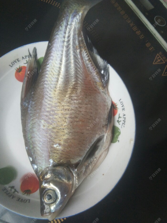 出钓新安江，鱼种无变化，上条小鳊鱼
