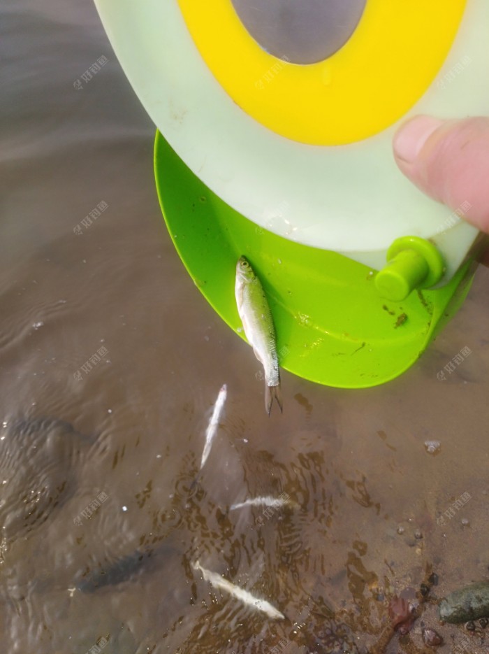 伊水浮萍影留痕，约钓三更月朦胧