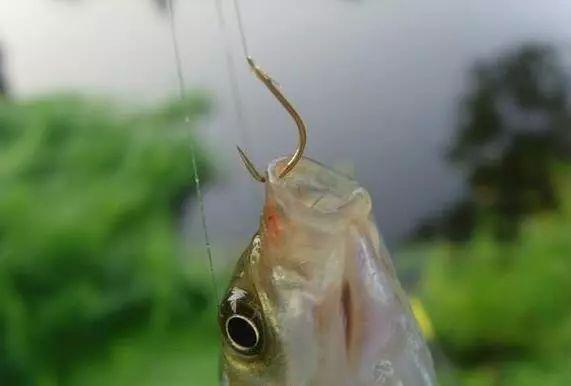长竿短线钓春鲫,自制灰面和蘸小米,不用打窝都能爆护