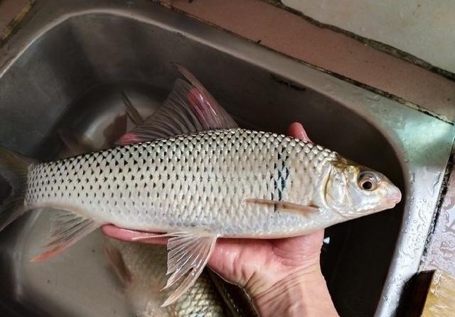 野钓鲮鱼,梅州钓法详细教学,钓获土鲮鱼
