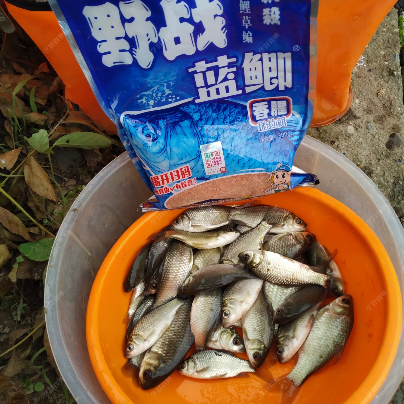 午时小钓肖公咀 鱼口不断心情嗨