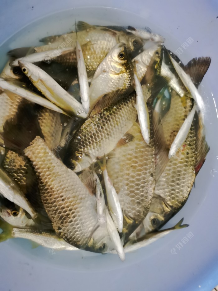 小鱼闹钩,麦粒作钓小水库,收获大板鲫
