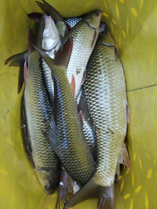 野钓大鲮鱼,攻略以及技巧分享,附自制饵料配方
