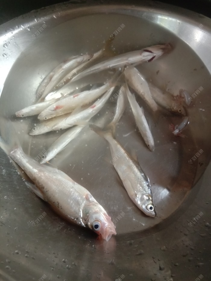 野港意想钓鳊鱼，奈何白条截口多