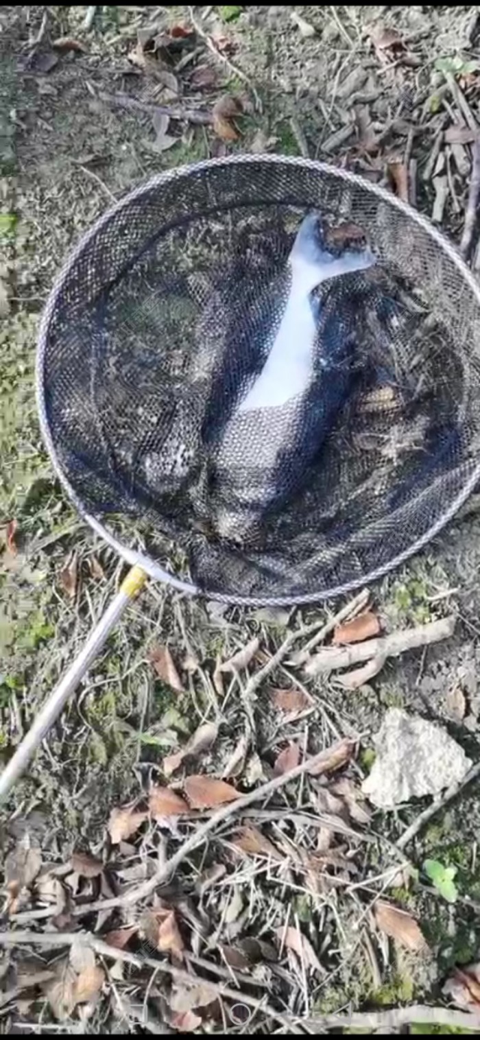 试用江湖猎人金海夕子线双钩+玉米粒首上鳊鱼
