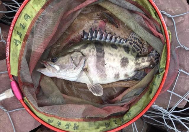 选好位置、用对方法,手竿也能钓鳜鱼