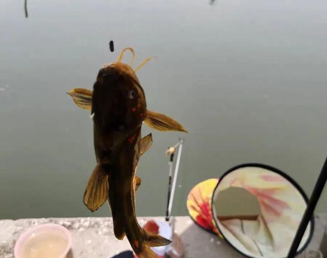 钓黄辣丁有特效饵?别再交智商税了,效果不如2块的蚯蚓