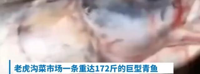 172斤的青鱼你见过吗?钓鱼人:青鱼石都值2000块