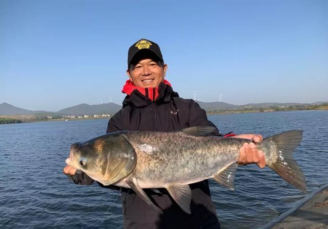 钓鲢鳙为什么老是锚鱼?我来告诉你真相