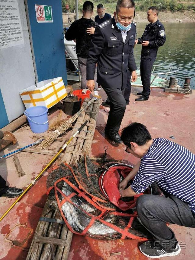 泥鳅党的罪与罚，灭绝式垂钓恢复需10年，贪婪钓者何时休？
