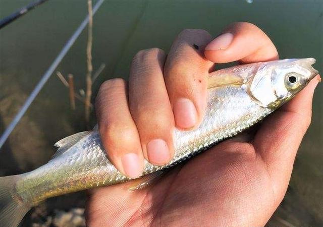 早上10点多到河边，抱着不贪心的心态钓浅水，没想到过瘾了